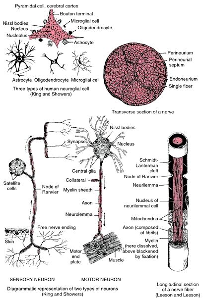 Discrete dynamical system – meaning of Discrete dynamical system through the Free Dictionary