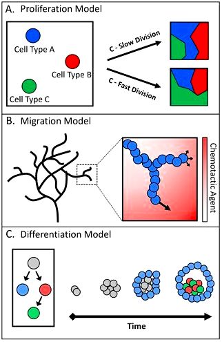 In silico portrayal of cell–cell interactions utilizing a cellular automata type of cell culture BMC Research Notes Full Text