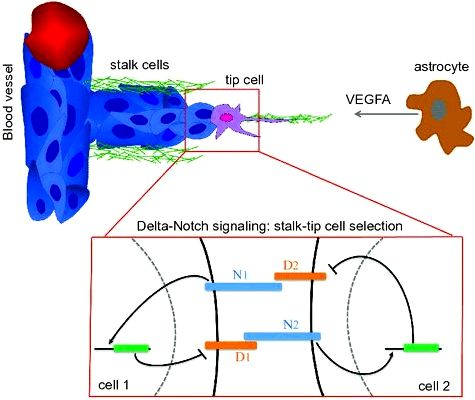 In silico portrayal of cell–cell interactions utilizing a cellular automata type of cell culture BMC Research Notes Full Text trypan blue